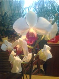 cvijet orhideje